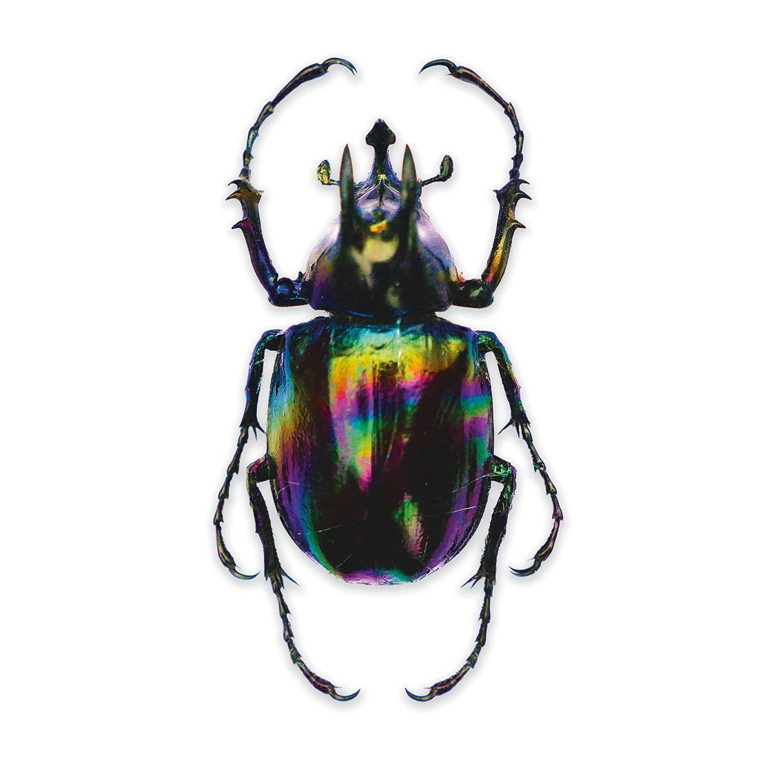 Megasoma actaeon dynastinae - Dynaste beetle - Coleoptere dynaste