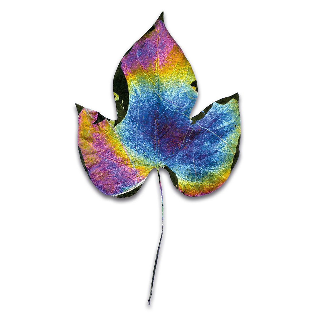 Ipomoae purpurea - Morning glory - Liseron pourpre - Cyril Blin de Belin - Artiste Anthropocene - Une odyssée des couleurs - A color odyssey