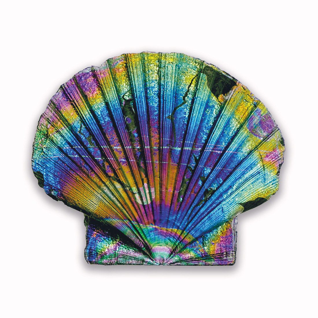 Pecten maximus - Scallop - Coquille Saint-Jacques